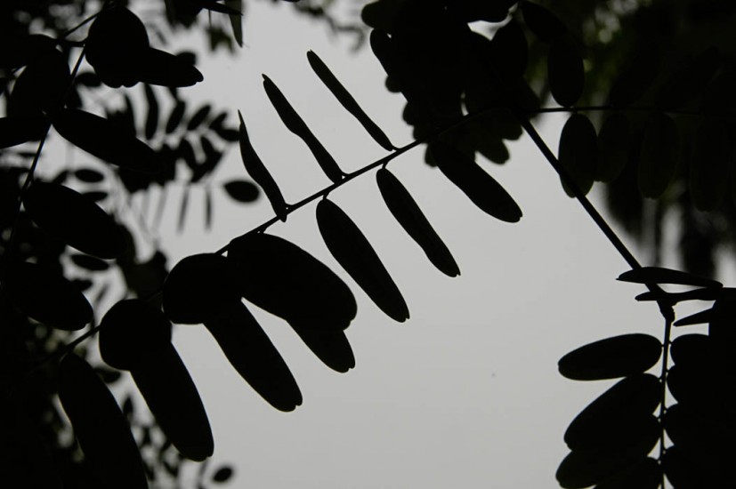 20DSC_2674